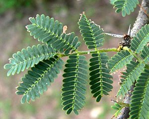 Feuille d Acacia tortuosa possèdant 6 folioles (ou pennes) découpées en 11 à 13 paires de foliolules