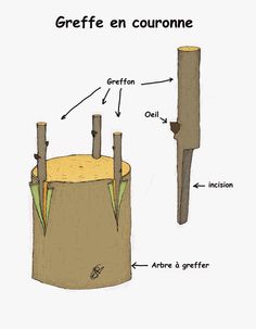 La greffe en couronne