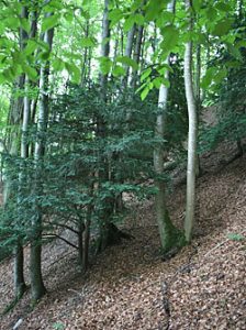 L'if (Taxus baccata)