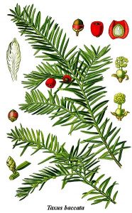 L'if (Taxus baccata)