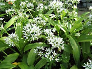 ail des ours (amaryllidacées)