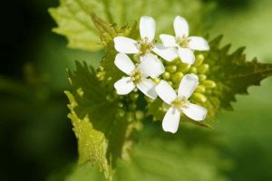 alliaire officinale (brassicacées)