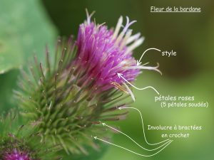 bardane (astéracée)
