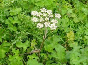 berce spondyle (apiacées) (heracleum sphondylium)