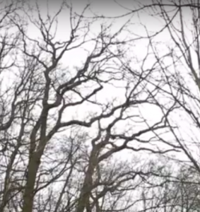 branches de chene (tortueuses)