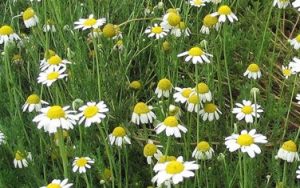 camomille (astéracées)