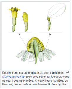 capitule d'une fleur de la famille des astéracées
