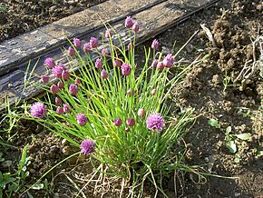 ciboulette (alliacées)