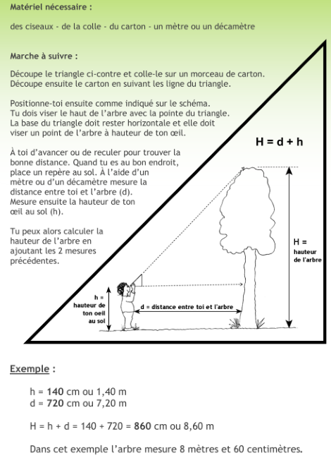 Comment mesurer la hauteur d'un arbre - le dendromètre