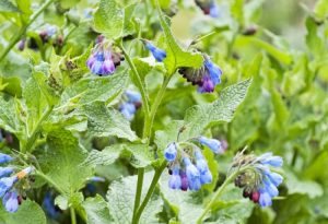 Consoude (boraginacées)