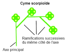 cyme scorpioïde