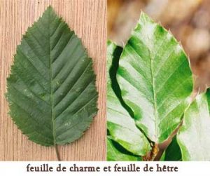 feuille de charme à gauche (dentée) et feuille de hêtre à droite (poilue)