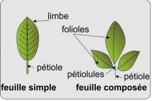 Feuille simple et feuille composée