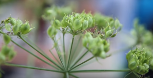 fruits de la berce spondyle (apiacées)