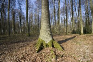 hêtre (fagus) (pied en forme de patte d elephant)