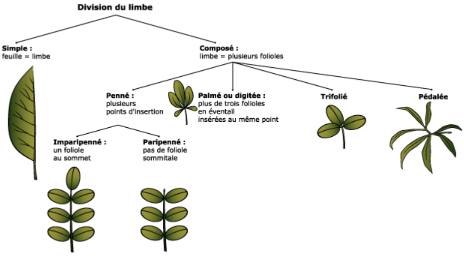 La division du limbe