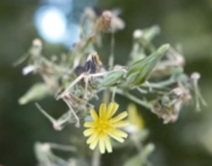 la laitue vireuse (astéracée)