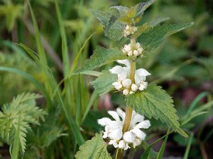 lamier blanc (ou ortie blanche) (lamiacées)
