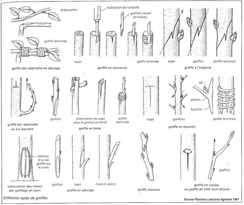 Le greffage - les techniques les plus courantes 02