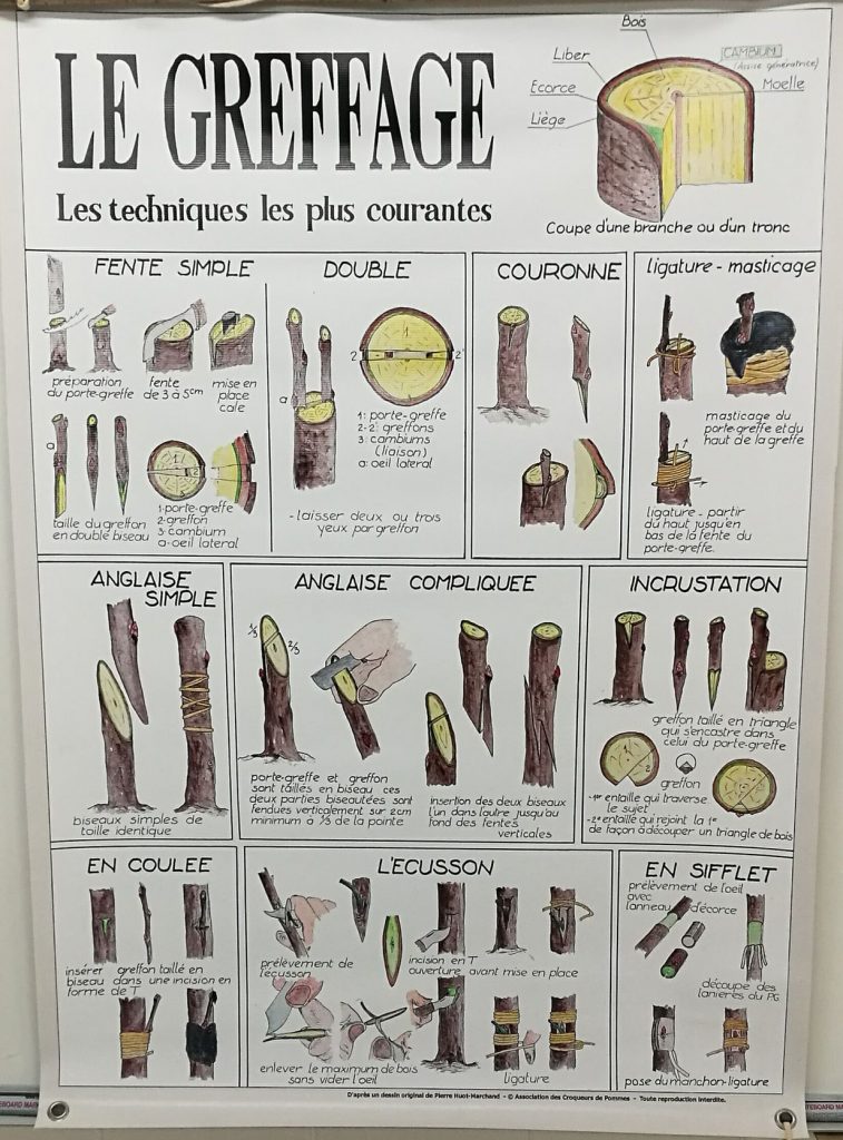Le greffage - les techniques les plus courantes