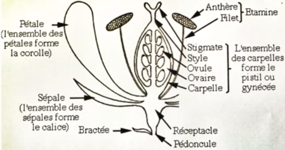 les organes sexuels de la plante