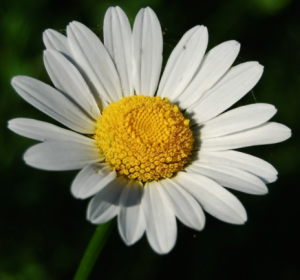 marguerite (astéracée) : inflorescence ligulée tubulaire