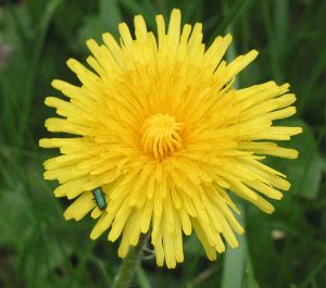 pissenlit (astéracée) : inflorescence ligulée