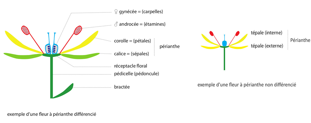 Schémas d'une fleur à périanthe différencié et non différencié