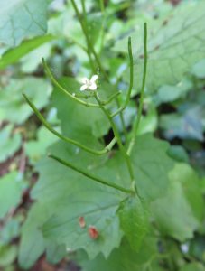silique de l'alliaire (allaria officinalis)