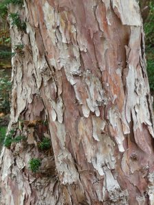 Ecorce caractéristique de l'if