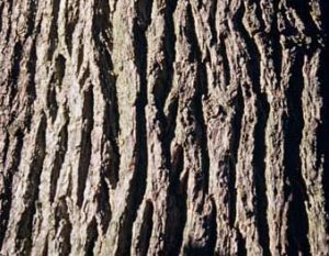 écorce de chêne (crevassée et rugueuse)